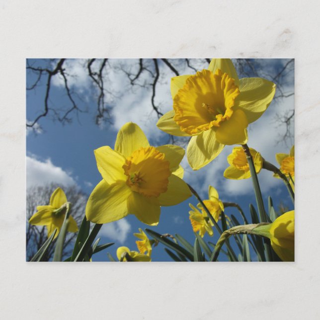 EIN ZEICHEN DER FRÜHZEIT POSTKARTE (Vorderseite)