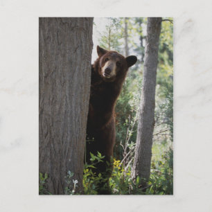 Ein Zimtbär Postkarte