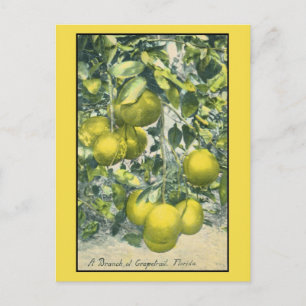 Ein Zweig einer Grapefruit, Florida Postkarte