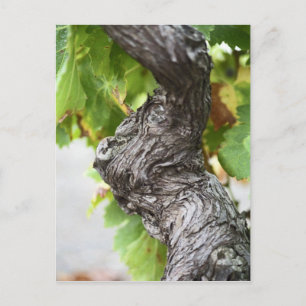 Ein Zweig einer sehr alten Weinrebe mit Gnadeln Postkarte