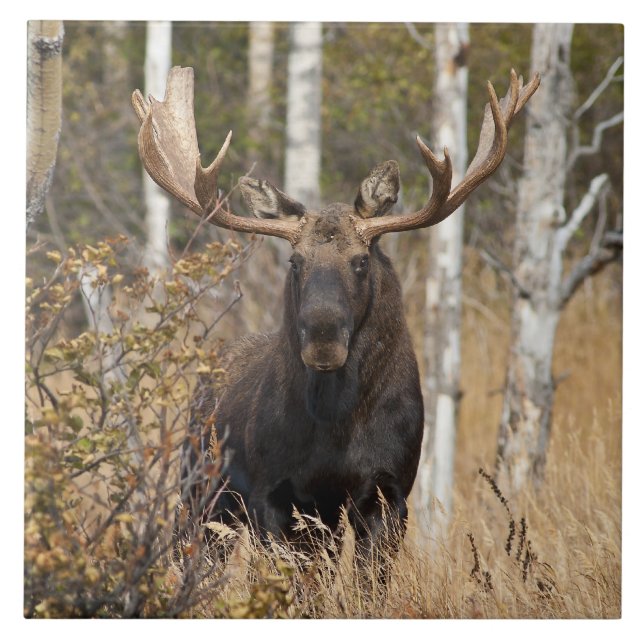 Eindrucksvolle Stier-Elche Fliese (Vorderseite)