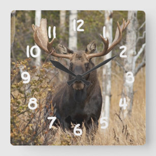 Eindrucksvolle Stier-Elche Quadratische Wanduhr
