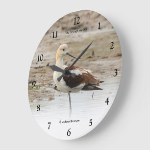 Eindrucksvoller amerikanischer Avocet-Watvogel am Große Wanduhr
