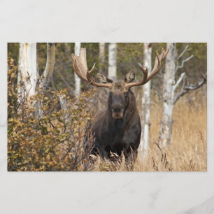 Eindrucksvoller Bull Moose Briefpapier