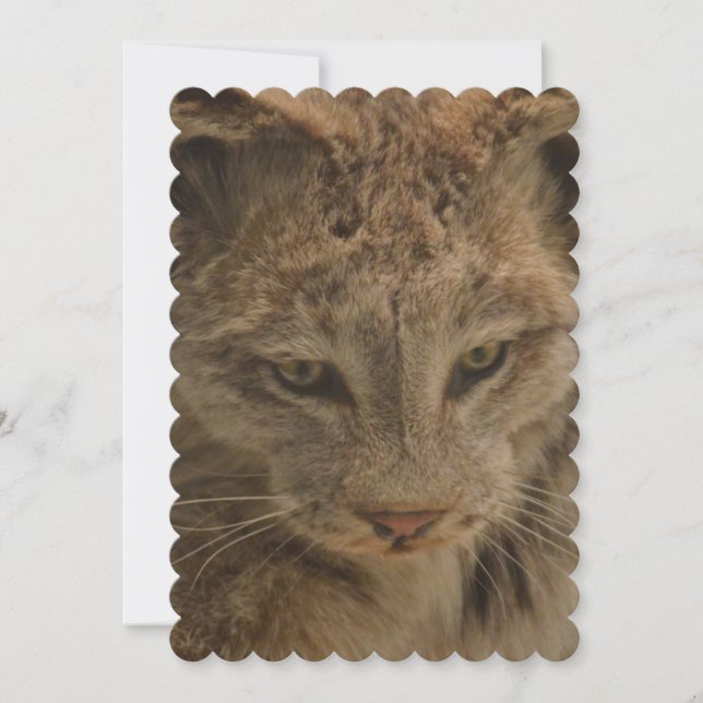 Eindrucksvoller Luchs Einladung (Vorderseite)