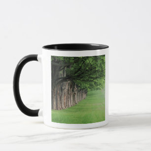 Eindrucksvollte Baumreihe, Louisville, Kentucky. Tasse