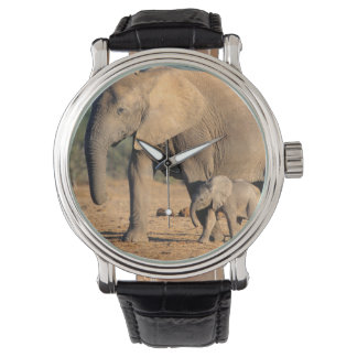 Eine afrikanische Elefantenmutter und ein Kalb unt Armbanduhr