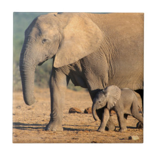 Eine afrikanische Elefantenmutter und ein Kalb unt Fliese