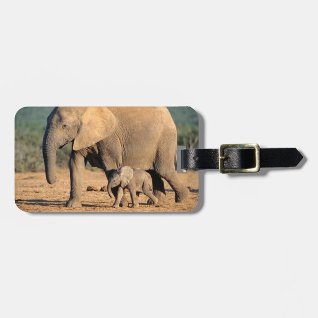 Eine afrikanische Elefantenmutter und ein Kalb unt Gepäckanhänger (Vorderseite horizontal)