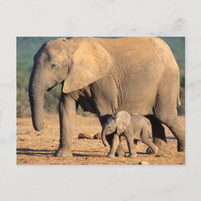 Eine afrikanische Elefantenmutter und ein Kalb unt Postkarte (Vorderseite)