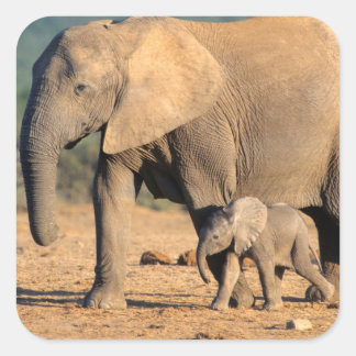Eine afrikanische Elefantenmutter und ein Kalb unt Quadratischer Aufkleber