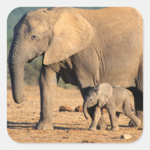 Eine afrikanische Elefantenmutter und ihr Jungtier Quadratischer Aufkleber