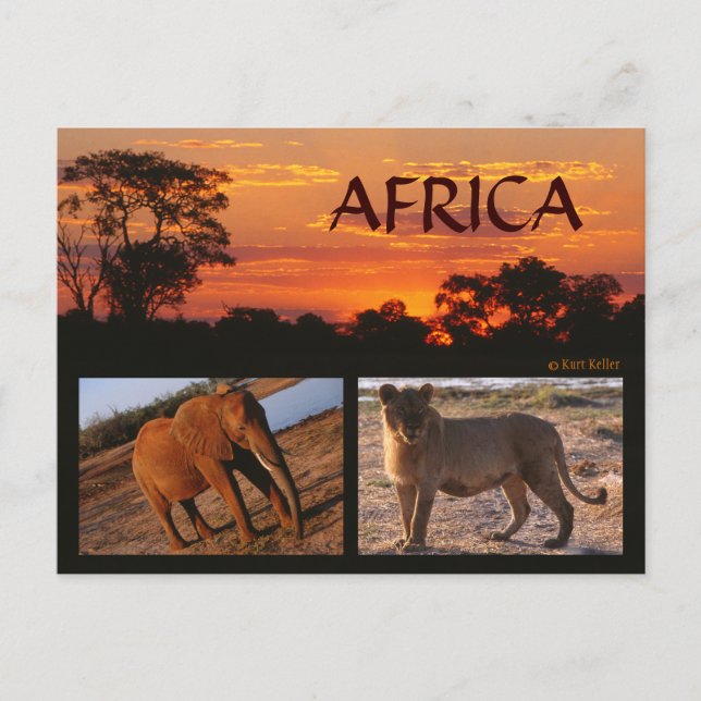 Eine afrikanische Safari-Postkarte Postkarte (Vorderseite)
