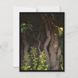 Eine alte Weinrebe umwächst einen Baum Postkarte