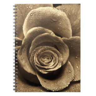 Eine altmodische Rose nah, nass mit Wasserdro Notizblock