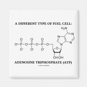 Eine andere Art Brennstoffzelle (Atp) Magnet