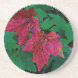 Eine Andeutung des Herbstes Untersetzer