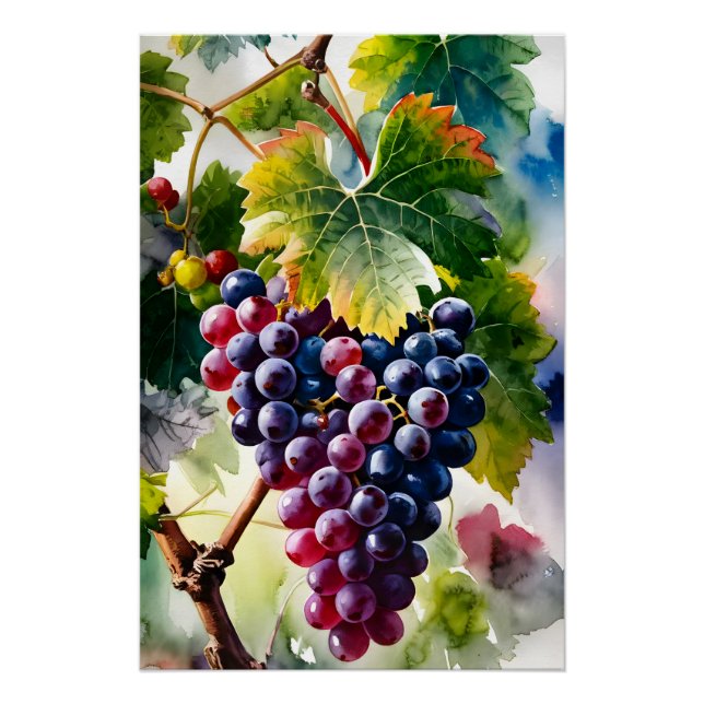 Eine Aquarellmalerei auf angebauten Trauben Grafis Poster (Vorderseite)