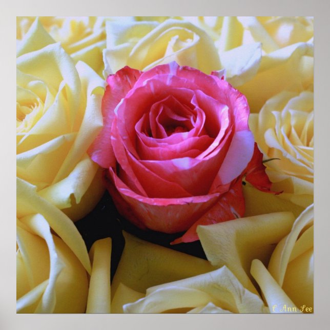 Eine Art Liebe, einzigartig Schönheit pink Rose Ge Poster (Vorne)