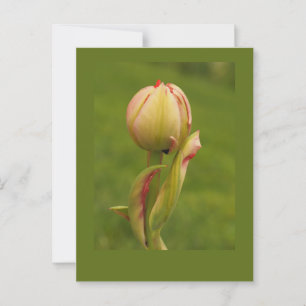 Eine aufkeimende Tulpe Postkarte