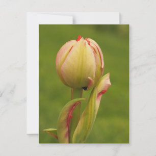 Eine aufkeimende Tulpe Postkarte