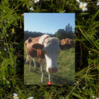 Eine Baby Swiss Cow Postkarte