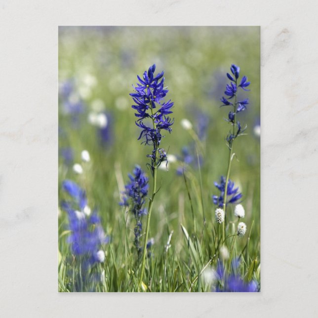 Eine Berglandschaft mit Wildblumen Postkarte (Vorderseite)