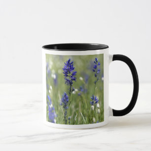 Eine Bergwiese mit Wildblumen, darunter Tasse
