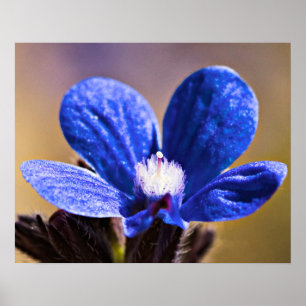 Eine blaue Blume Poster