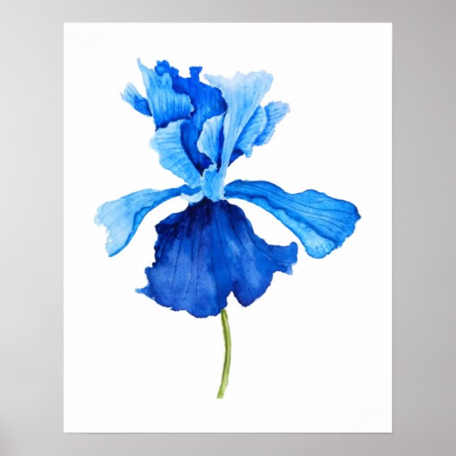 eine blaue Irisfarbe Poster (Vorne)
