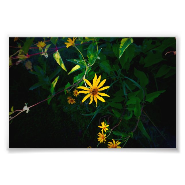 Eine Blume entsteht Fotodruck (Vorne)