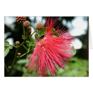 Eine Blume namens Phoenix