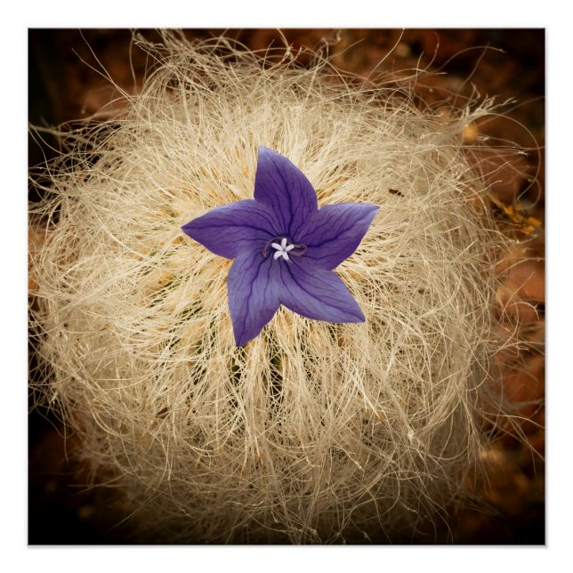 Eine Blume Poster (Vorderseite)