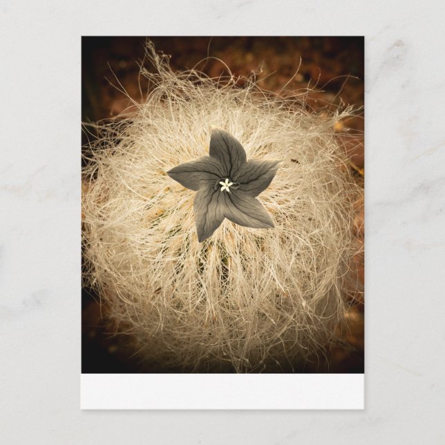 Eine Blume Postkarte (Vorderseite)