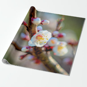 Eine Blumenzusammensetzung japanischer Aprikosen-B Geschenkpapier