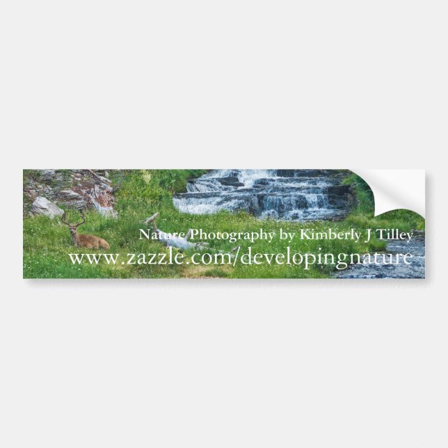 Eine Buck-Erholung an einem Kaskadenfluss Autoaufkleber (Vorne)