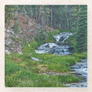 Eine Buck-Erholung an einem Kaskadenfluss Glasuntersetzer