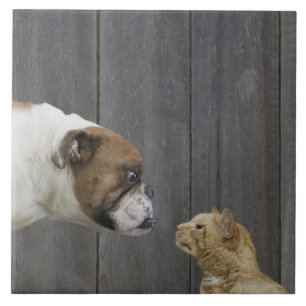 Eine Bulldogge und eine Katze sind in einem Stand Fliese