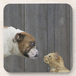 Eine Bulldogge und eine Katze sind in einem Stand Getränkeuntersetzer