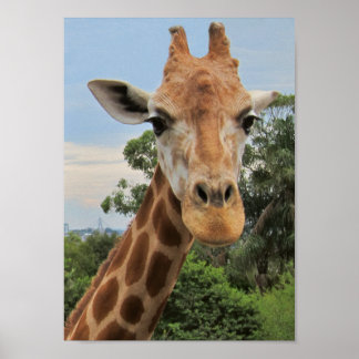 Eine charmante Giraffe Poster
