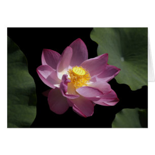 Eine chinesische Lotos-Blume