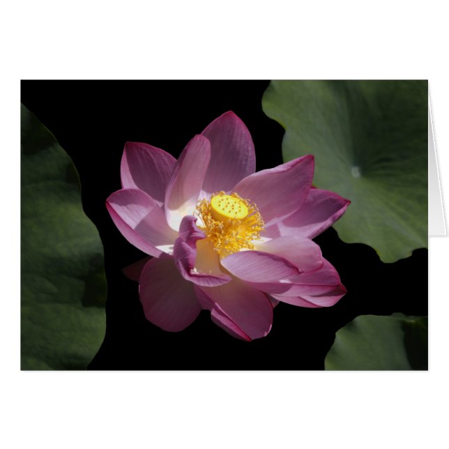 Eine chinesische Lotus-Blume (Vorderseite (Horizontal))