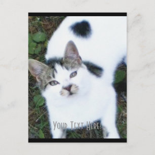 Eine Coole Katze (Mädchen) Postkarte