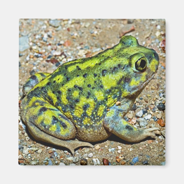 Eine Couch-Spadefußtoad Magnet (Vorne)