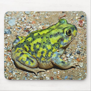 Eine Couch-Spadefußtoad Mousepad