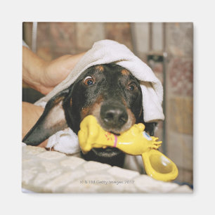 Eine Dackel, die gebadet wird Magnet