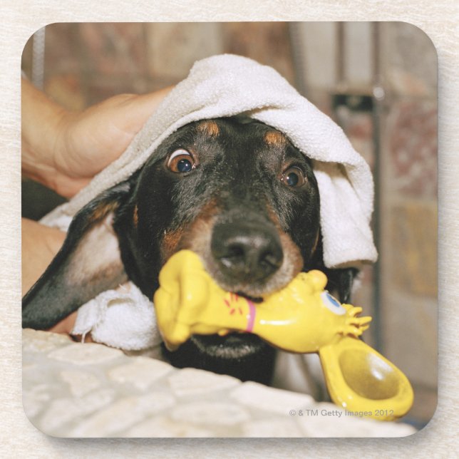 Eine Dackel, die gebadet wird Untersetzer (Vorderseite)