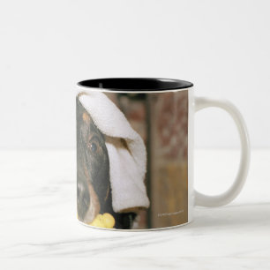 Eine Dackel, die gebadet wird Zweifarbige Tasse