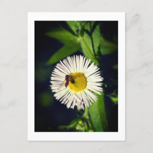 Eine daisy Flohblume und eine Biene Feiertagspostkarte