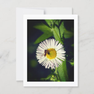 Eine daisy Flohblume und eine Biene Postkarte